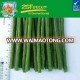 IQF Frozen asparagus bean