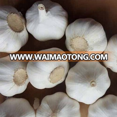 Normal white garlic