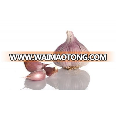 4.5cm Normal white garlic